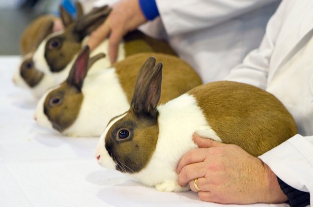 10 best rabbits for showing, chrisbrignell Shutterstock