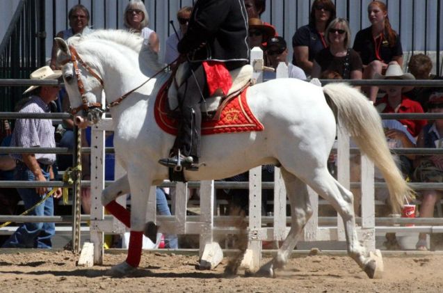 best horses for english riding, Just chaos Wikimedia Commons