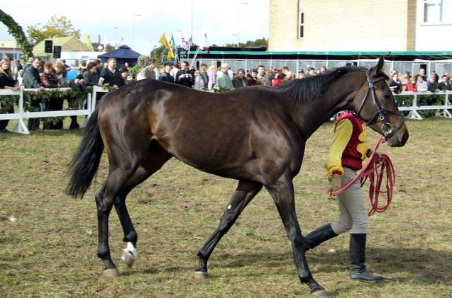 best horses for english riding, Tocekas Wikimedia Commons