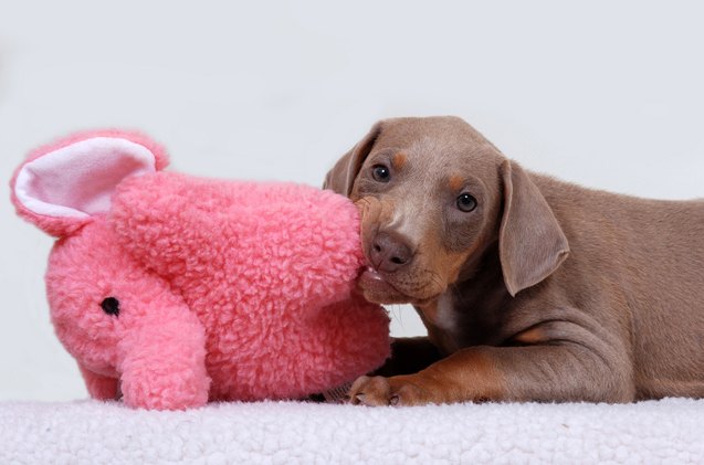 chew on these tips to survive your puppys teething stage