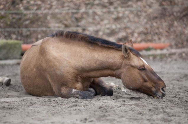 colic in horses causes symptoms and how to treat it, anjajuli Shutterstock