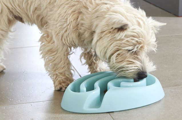 dishing up the truth about pet food bowls