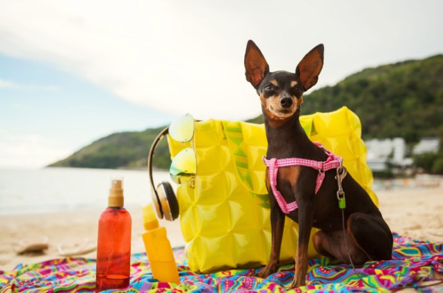 do dogs need sunscreen, Olesya Kuprina Shutterstock