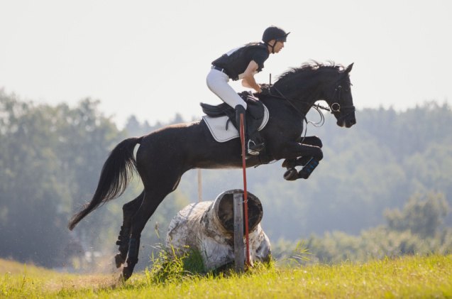 horse training 101, vprotastchik Shutterstock