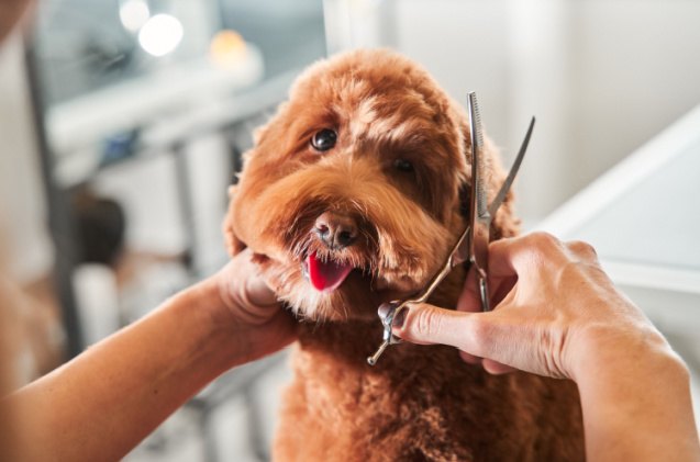 how often should a labradoodle be groomed, Olena Yakobchuk Shutterstock