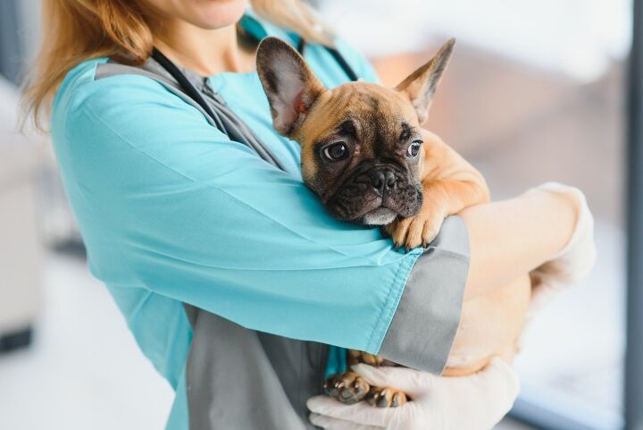 how to prepare for unexpected vet bills, Hryshchyshen Serhii Shutterstock