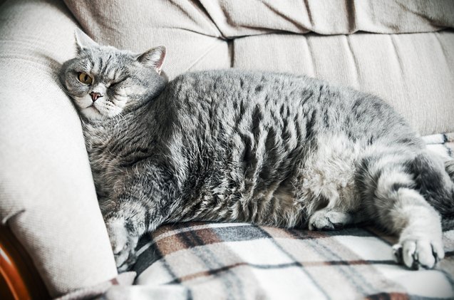 how to tell if your cat is at a healthy weight