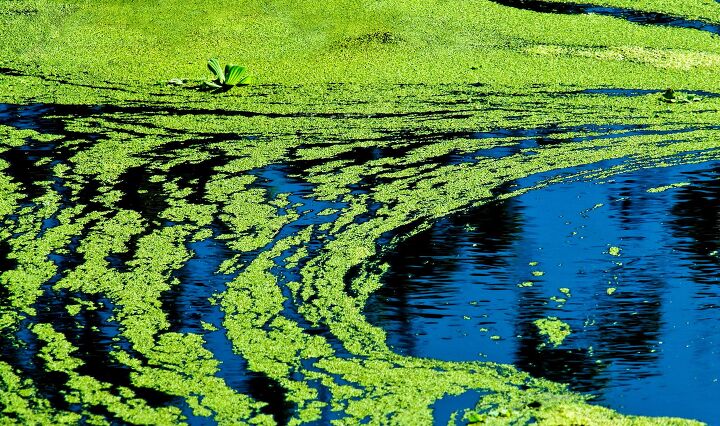 is blue green algae toxic to dogs, Alexlky Shutterstock