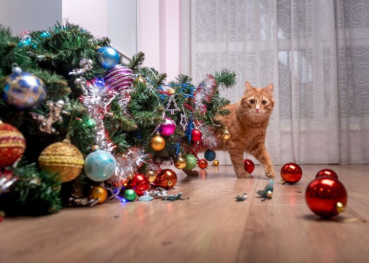 keeping your cat safe at christmas, Sharomka Shutterstock
