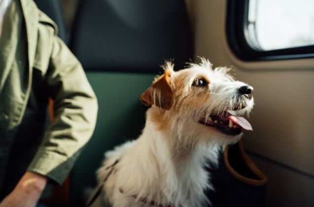 private airline lets you fly with your dog or cat for around 9k, Egor Gordeev Unsplash