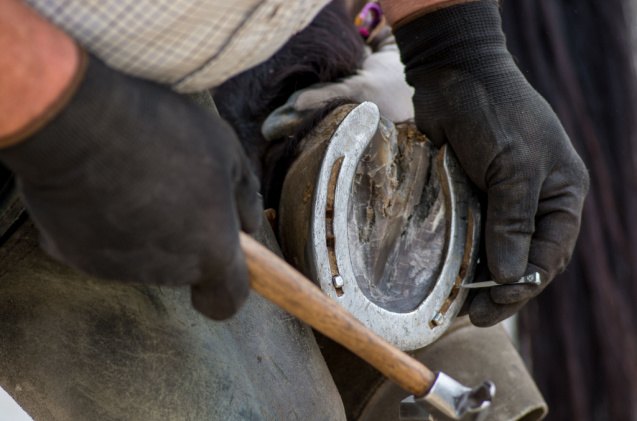 shoeing horses pros and cons, narcisopa Shutterstock