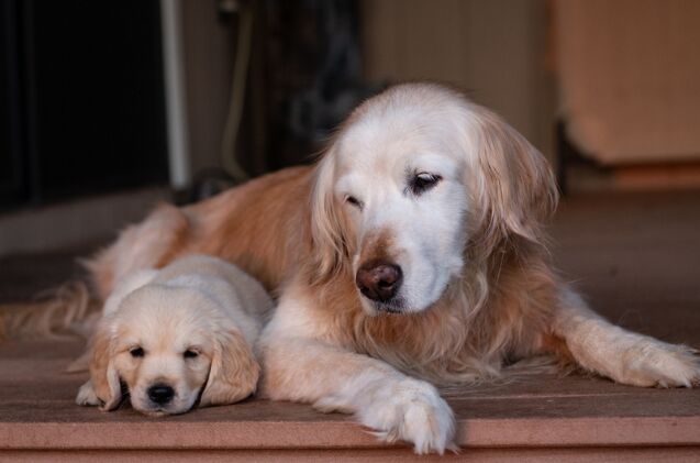 study reveals dogs may live longer with a friend at home, Photo credit Kyla Metzker Shutterstock com