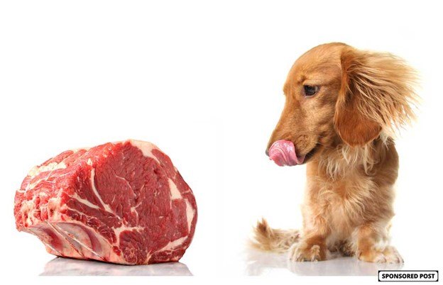 top proteins which protein is best for your dog