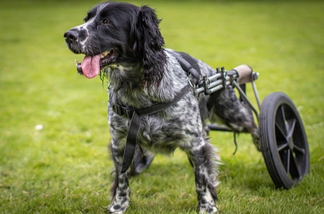 wheelchairs for dogs how to know if your dog needs one